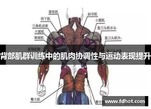 背部肌群训练中的肌肉协调性与运动表现提升